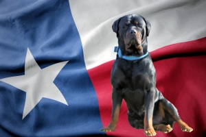 Rottweiler on a Texas flag background