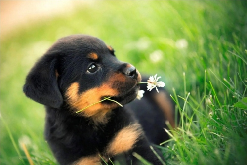 Puppy in the grass with a flower in its mouth
